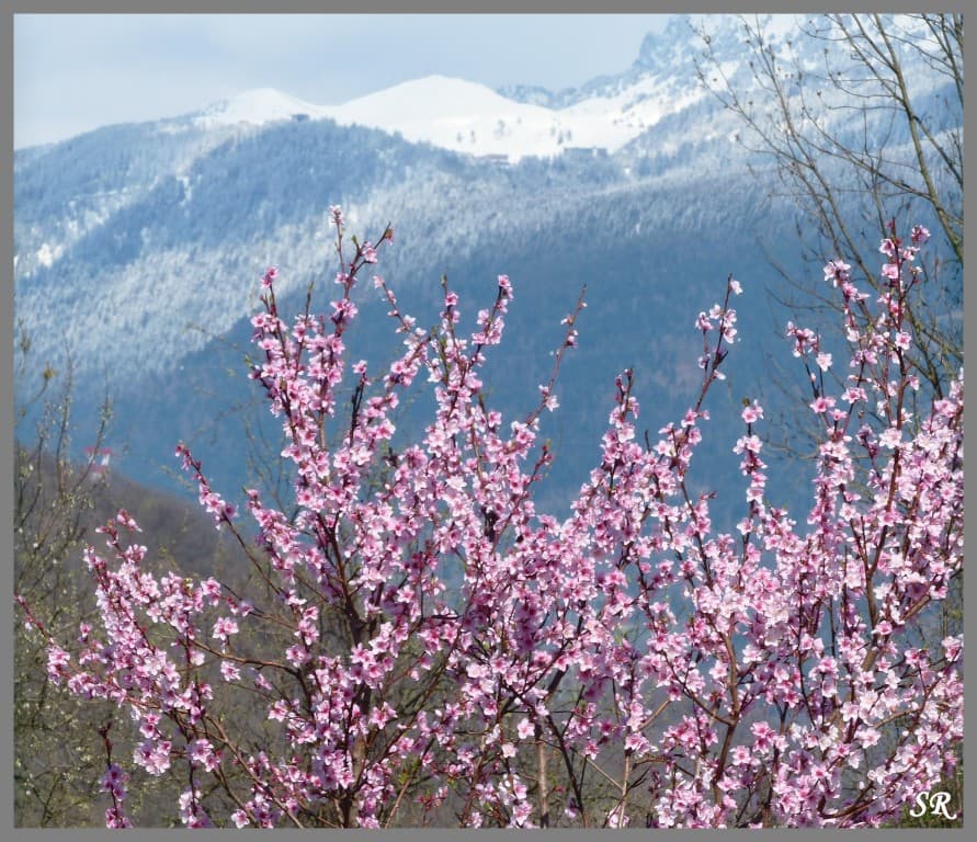 Ici, c'est le printemps!