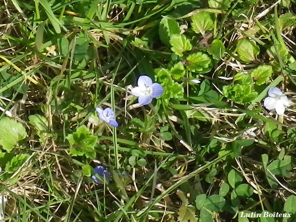 La nature s' éveille !
