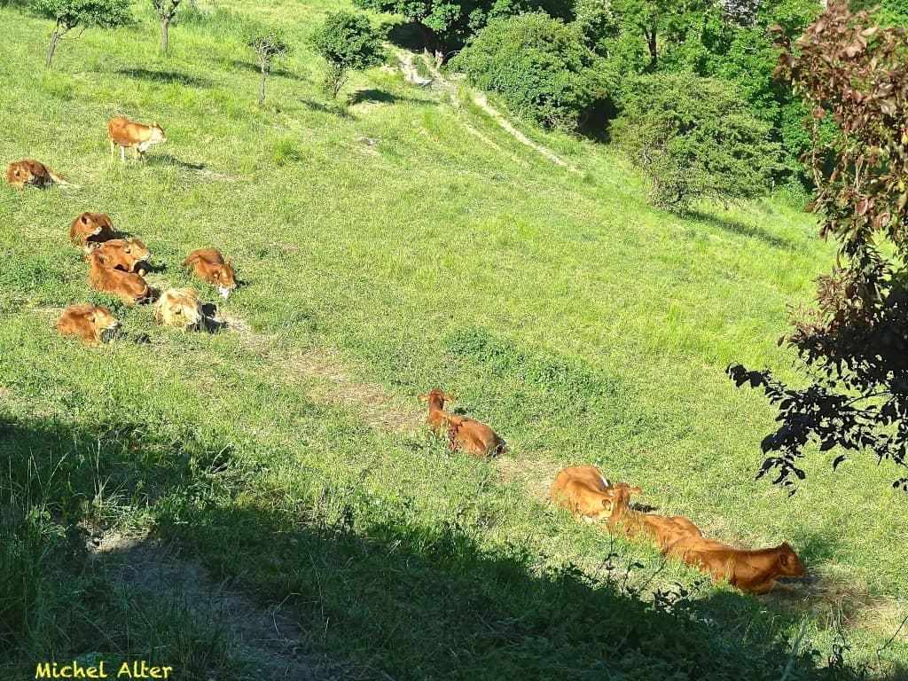 Le bonheur est dans le pré