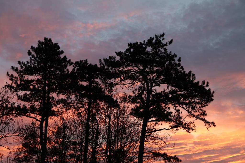 Le dragon du petit jour