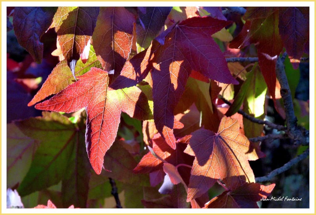 lumière d'automne
