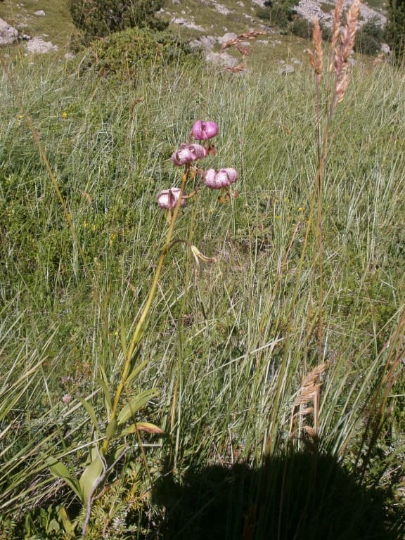 Lys Martagon