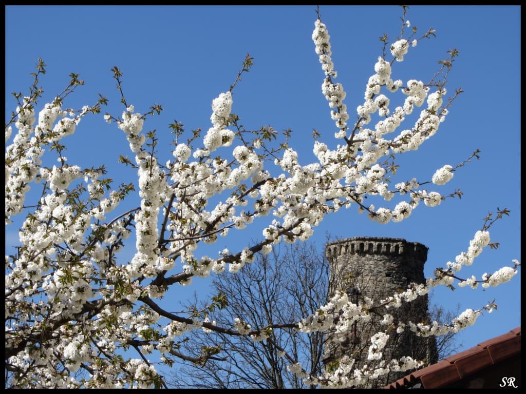 Magnifique printemps