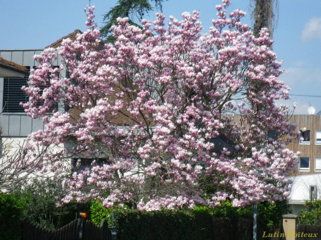 magnolia en fleur !