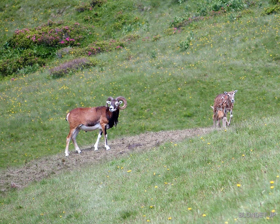 Mouflons de la Grande Sure