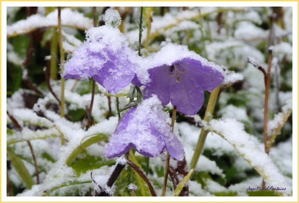 neige sur les campanules
