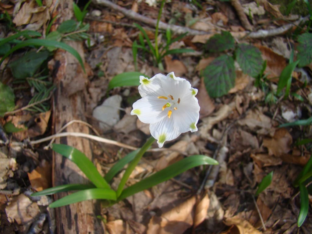nivéole de printemps 
