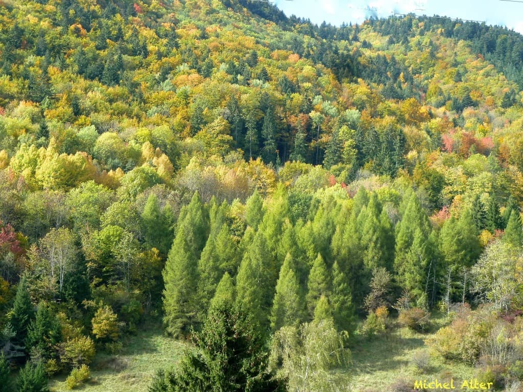 Palette automnale en Chartreuse