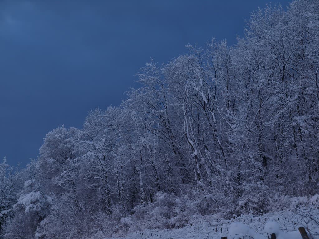 paysage neigeux 