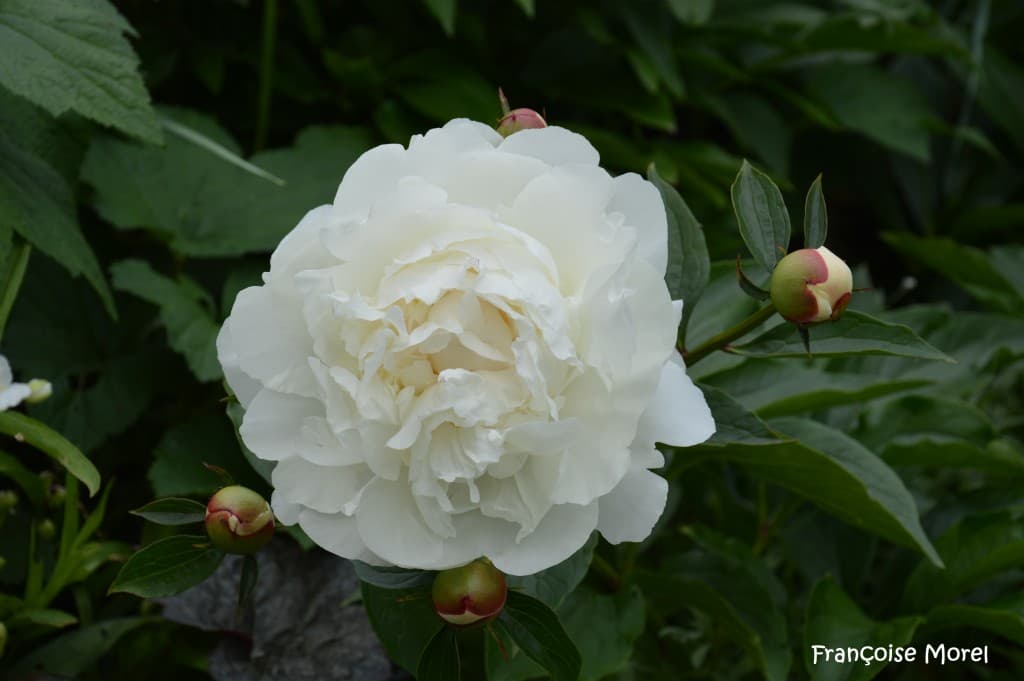 Pivoine