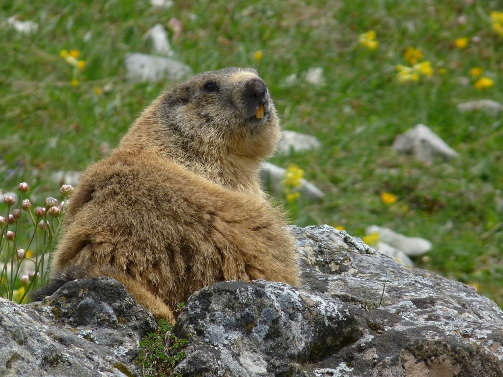 première marmotte 