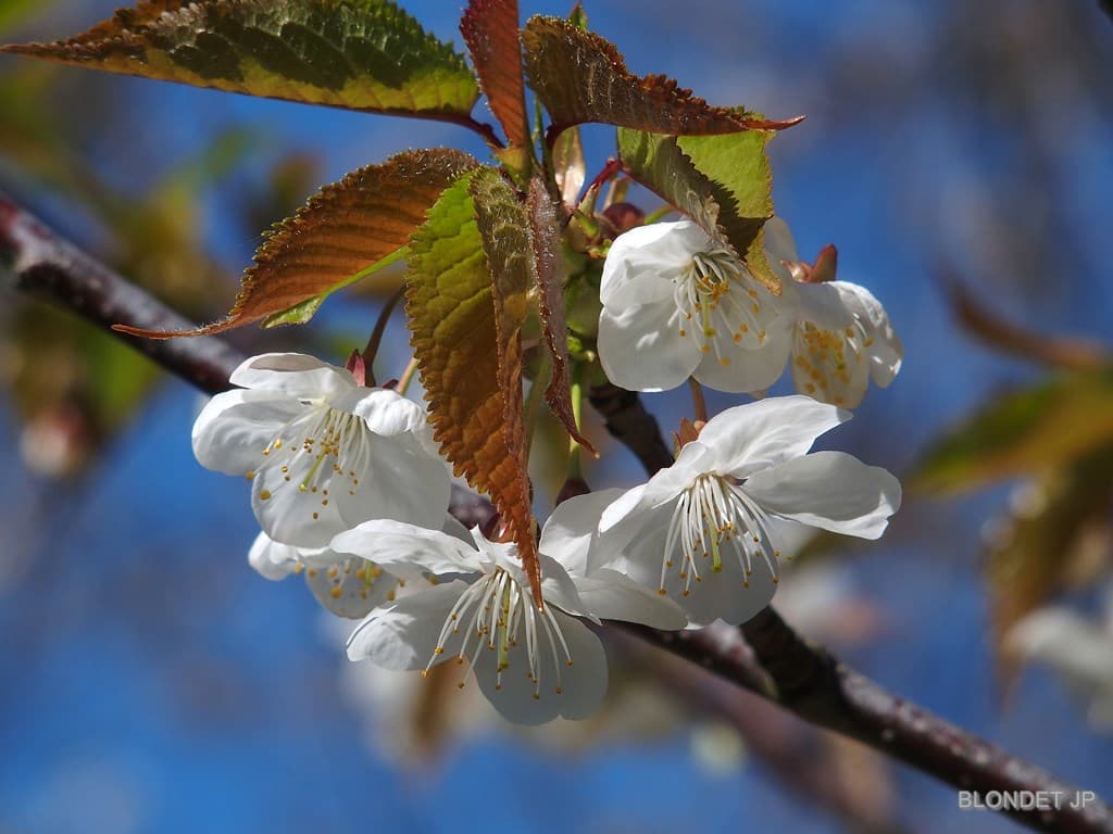 Printemps en Chartreuse