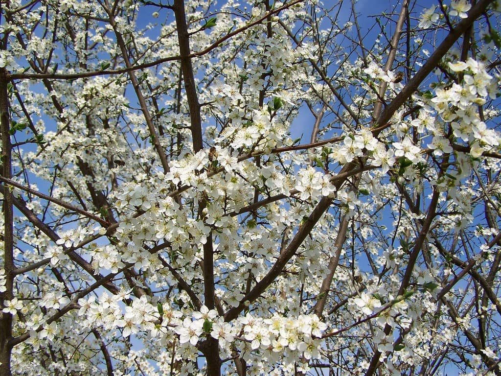 Printemps