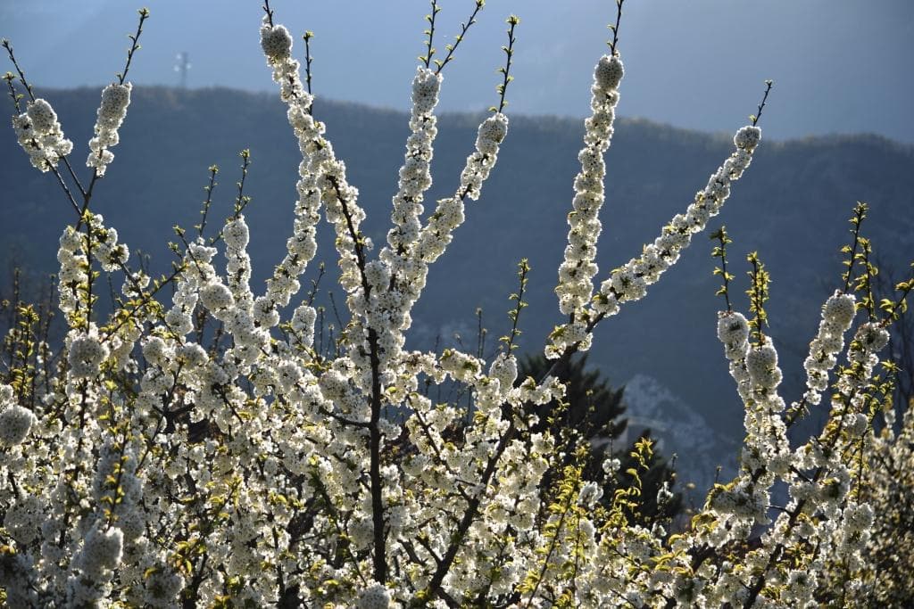 Promesse de cerises.... inaccessibles