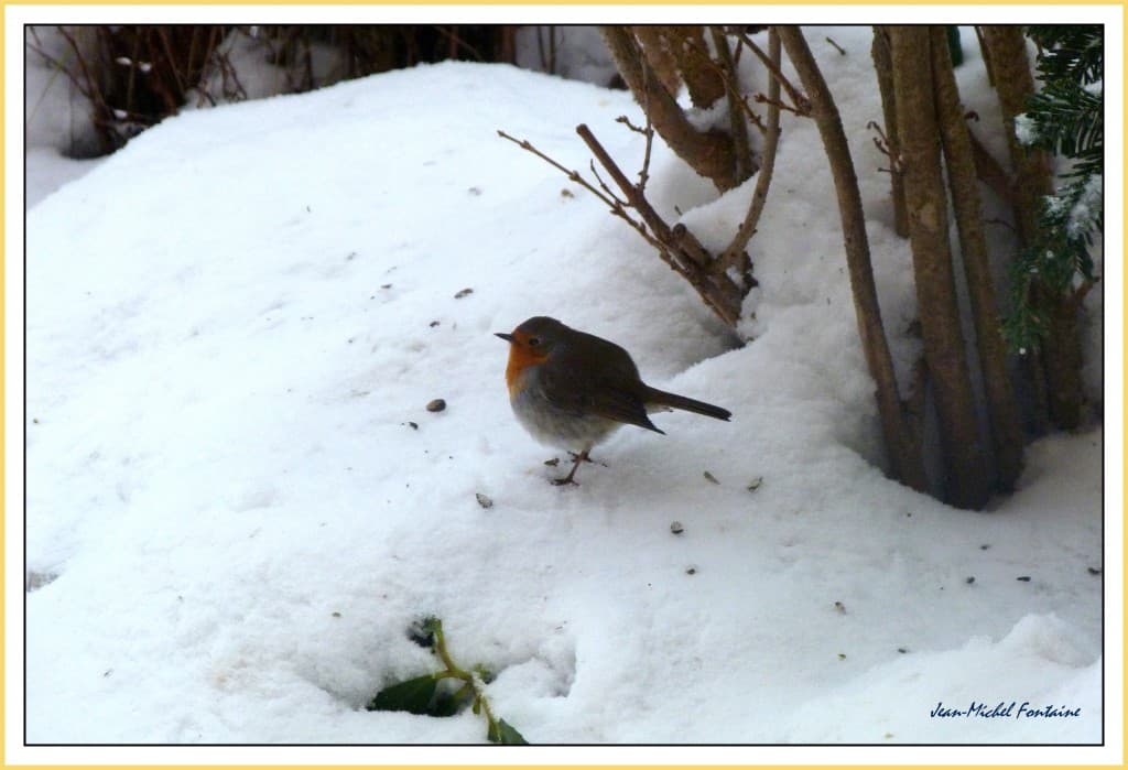 un rouge-gorge transi de froid