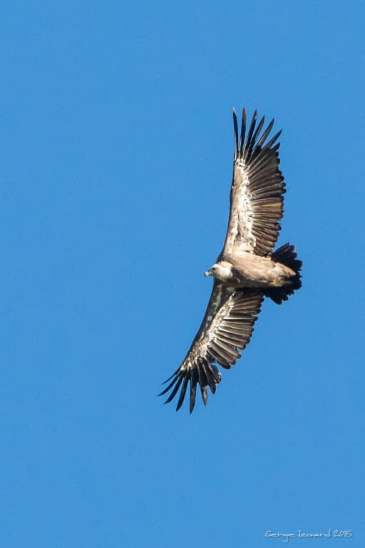 Vautour Fauve