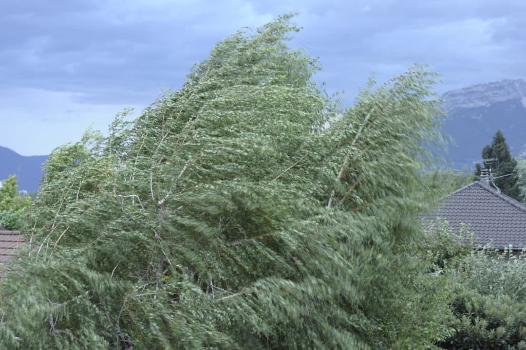 vent chaud, vent du matin