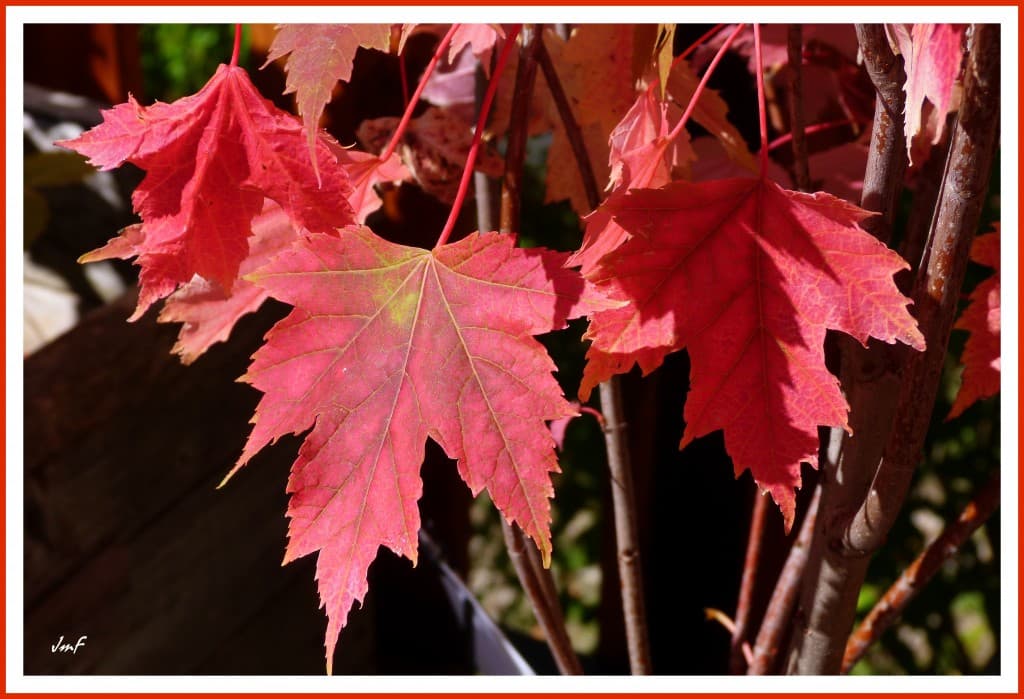 acer rubrum