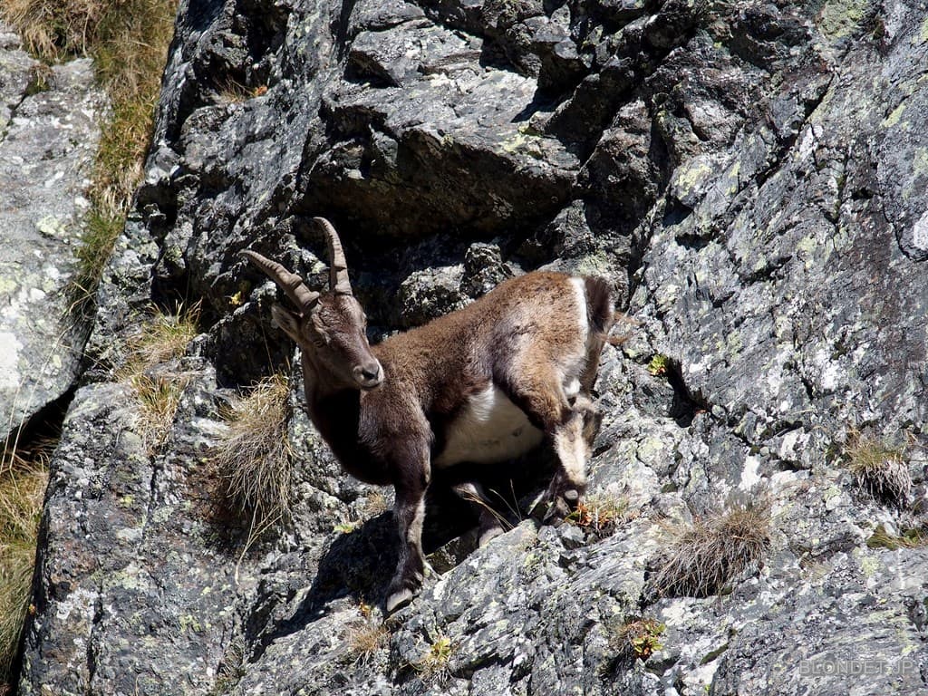 Bouquetin vers le Col de l'Infernet