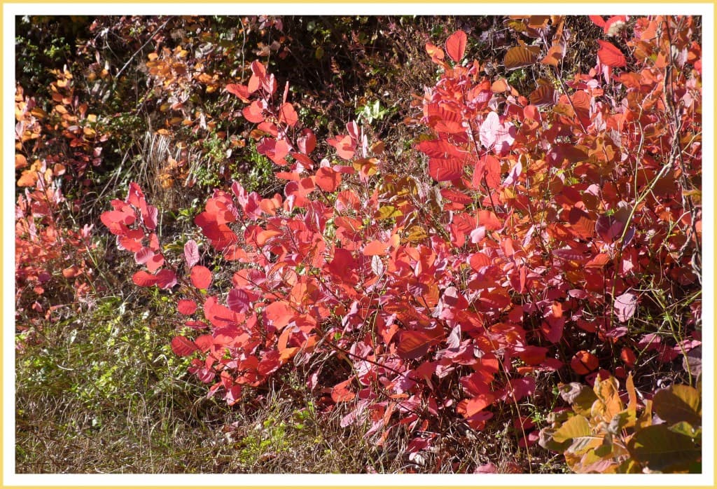buisson ardent (cotinus coggygria)