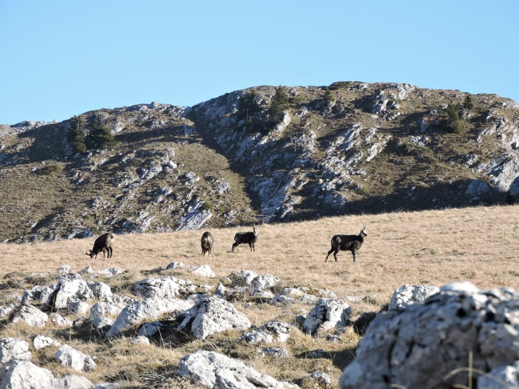 Chamois au Charmant Som