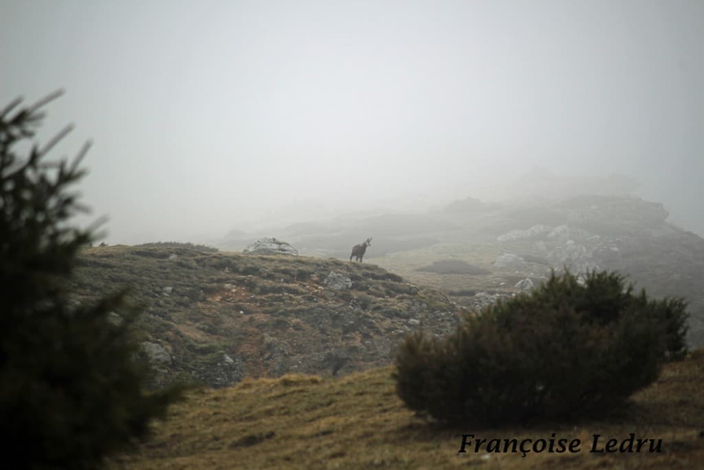 Chamois en Chartreuse