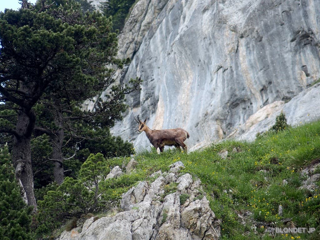 Chamois