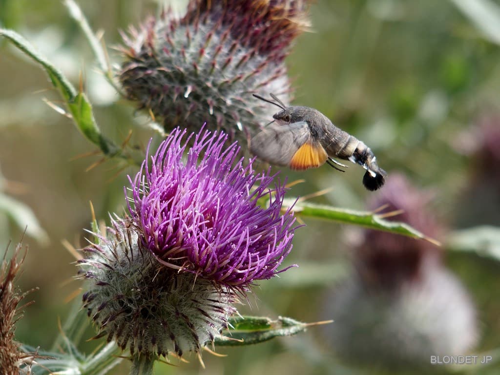 Chardons à l'Emeindras