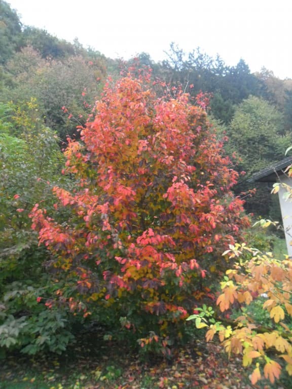 Couleurs automnales du Parrotia