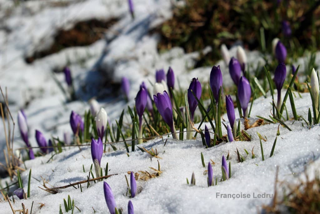 Crocus en Chartreuse