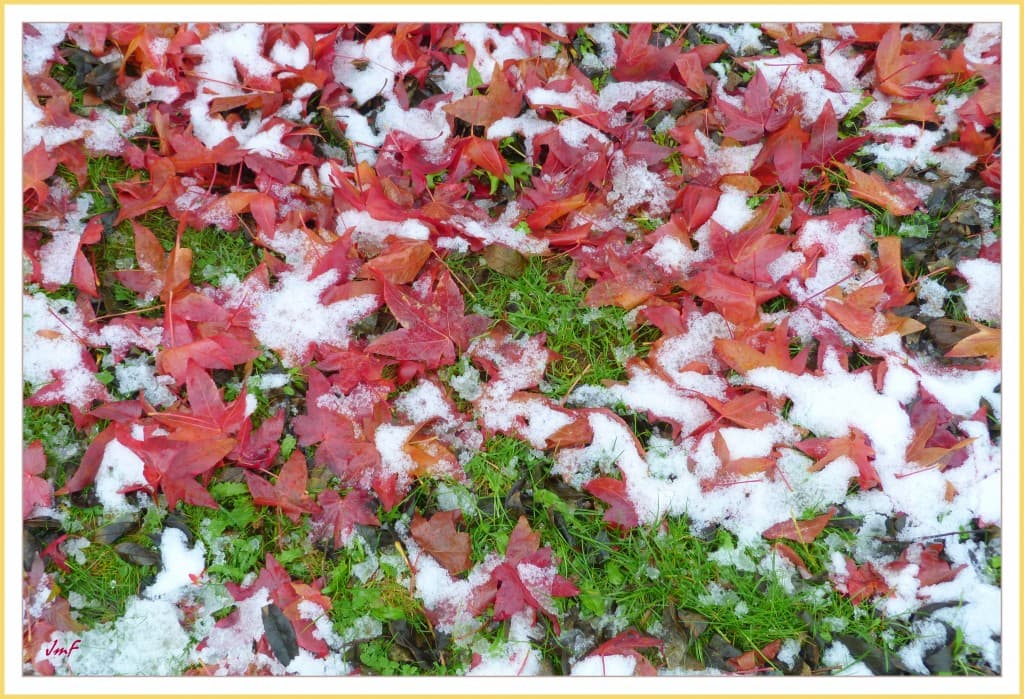 feuilles mortes et neige mêlées.