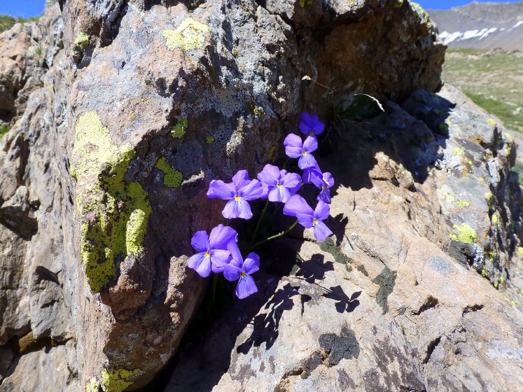 fleurs de rocher !