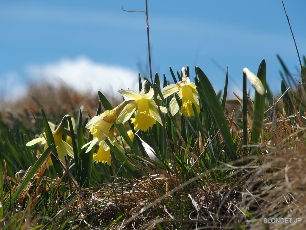 Jonquilles
