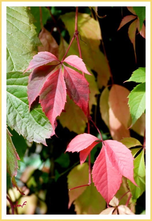 l'automne s'affiche...