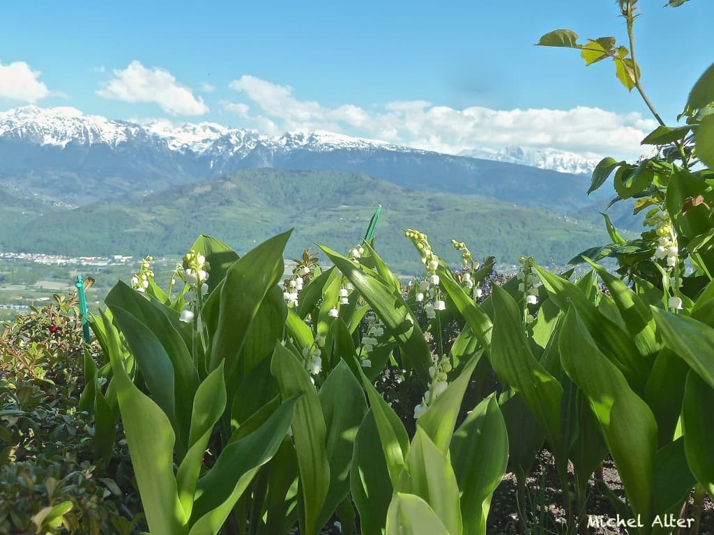 Le printemps vaincra !