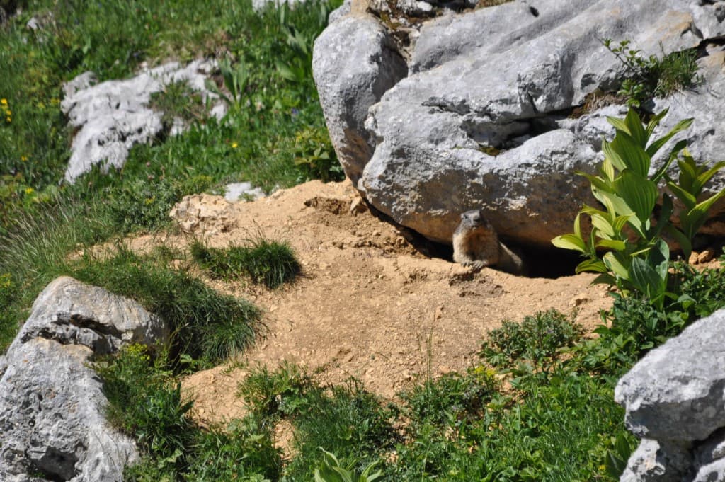 Marmotte prenant le soleil !!!
