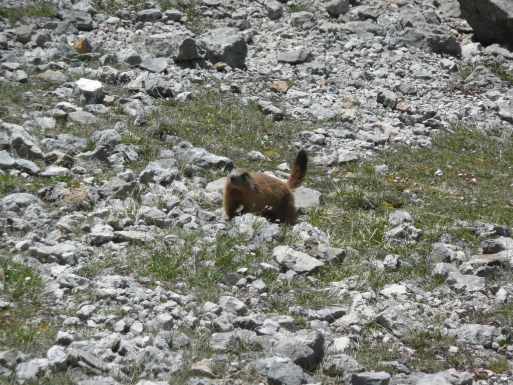 marmotte
