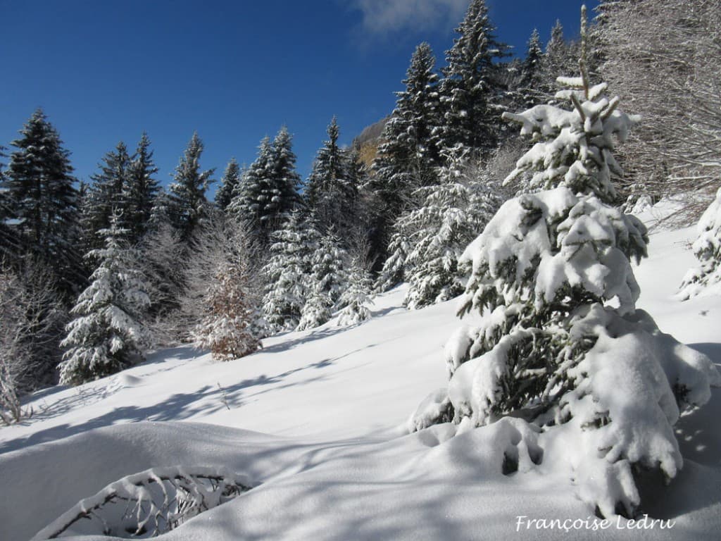 Neige fraîche en Chartreuse