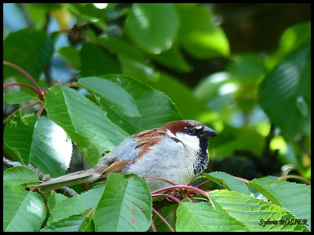 Pause sur une branche de cerisier