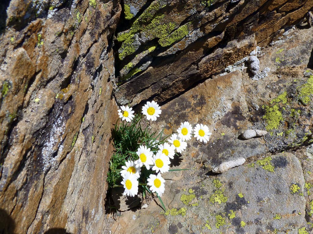 quel bon emplacement pour les fleurs !