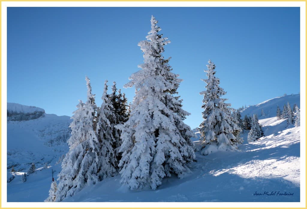 sapins givrés