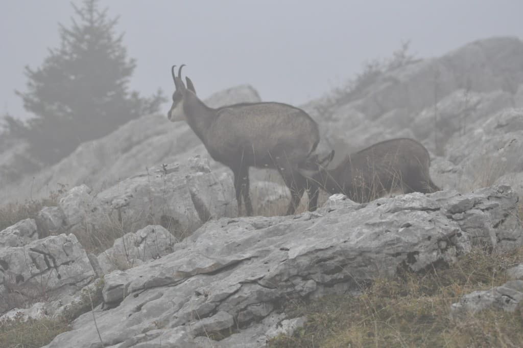 Tétée dans la brume !!!