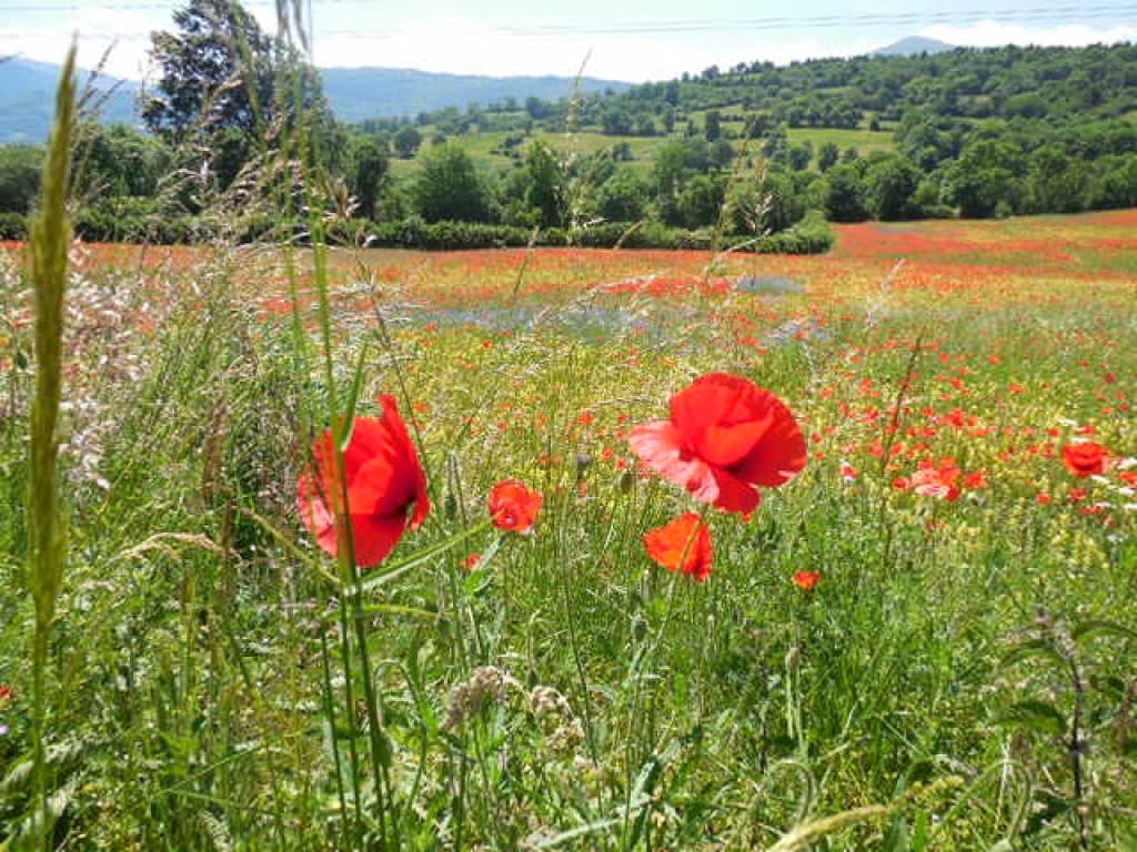 Au dessus des lacs Laffrey et Petichet