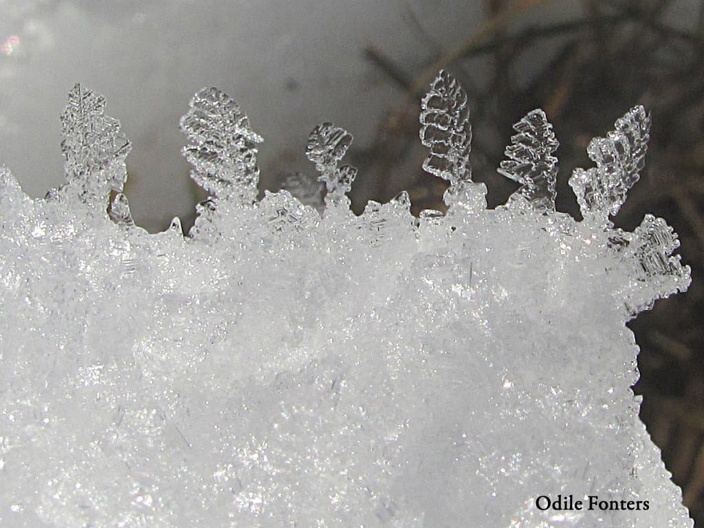 Au ras de la neige ...