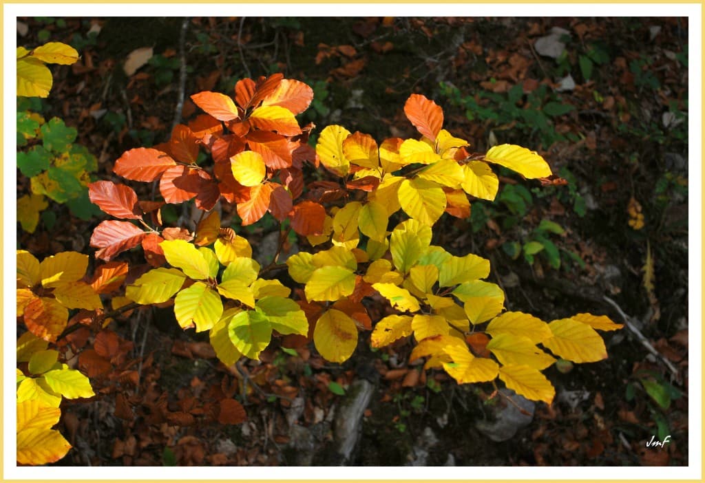 automne féerique en Vercors