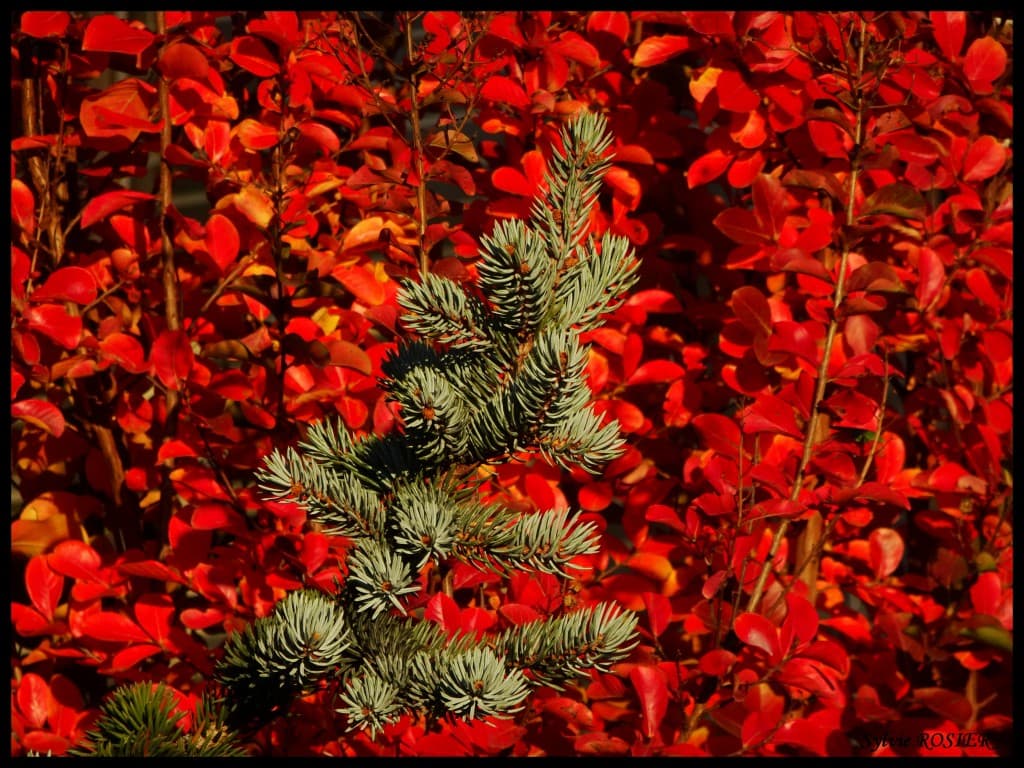 Automne flamboyant