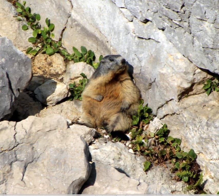Bisous entre marmottes