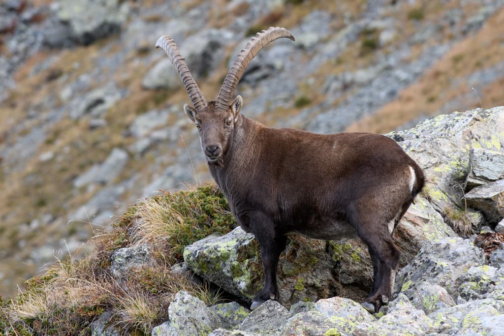 Bouquetin - Lac du Crozet