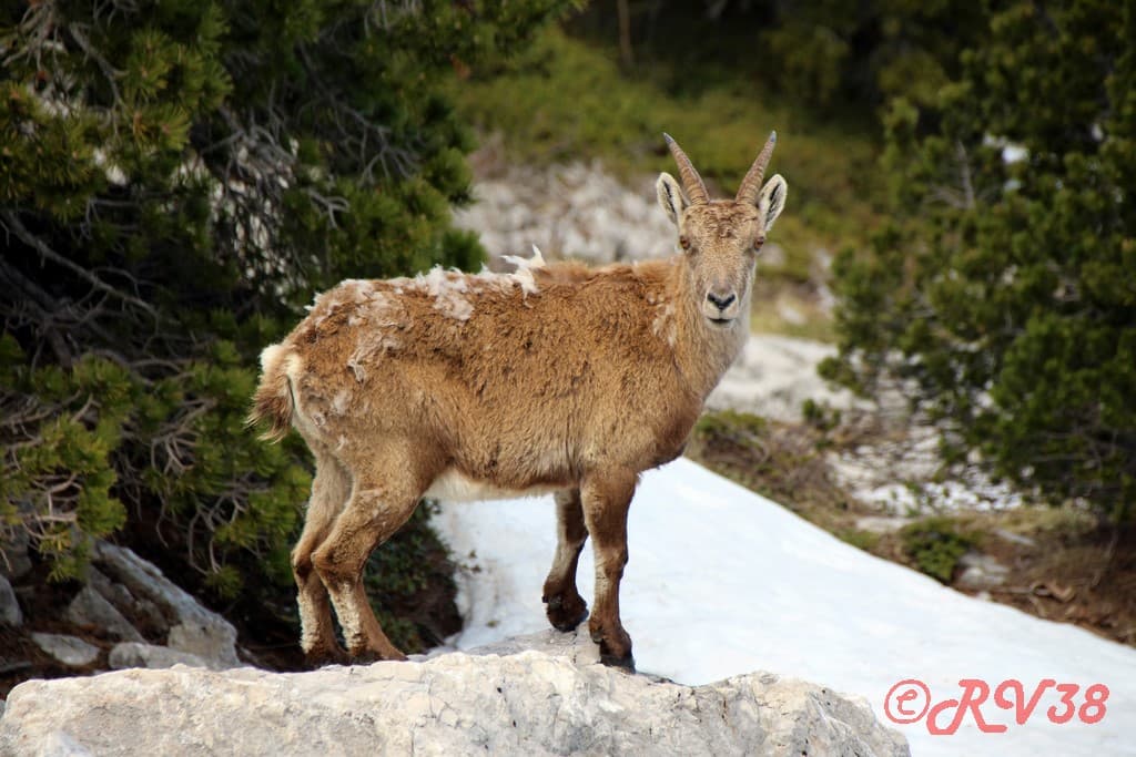 Bouquetin sous la Grande Moucherolle