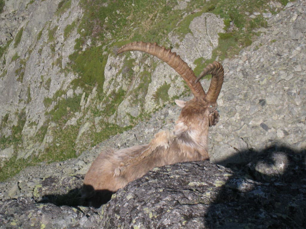 Bouquetin